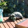 Promo ❤️ Sunnydaze Decor Sunnydaze Indoor/Outdoor Lifelike Polyresin Terrance the Tortoise Patio Garden Yard Entryway Decorative Statue - 9" - 2pk 😉 -Garden Decor Shop unnamed file 10885