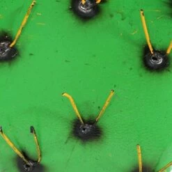 Cheapest 🌟 Sunnydaze Decor Sunnydaze Yellow-Needled Barrel Cactus Metal Statue - Rustic Metal Art Sculpture for the Yard - For Indoor or Outdoor Use - 17.5" - Green - Set of 2 🧨 -Garden Decor Shop unnamed file 11393