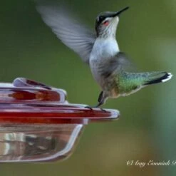 Flash Sale π Birds Choice 8oz Hummingbird Bird Feeder β 7 Flash Sale π Birds Choice 8oz Hummingbird Bird Feeder β -Garden Decor Shop unnamed file 12332