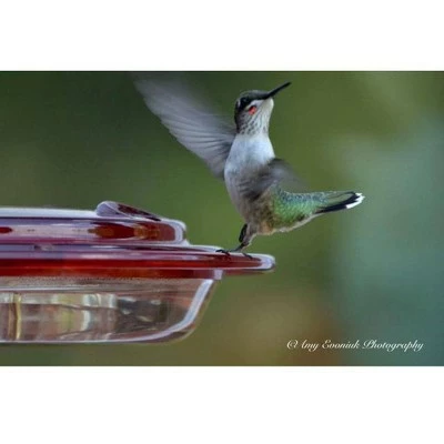 Flash Sale π Birds Choice 8oz Hummingbird Bird Feeder β 5 Flash Sale π Birds Choice 8oz Hummingbird Bird Feeder β - Image 4