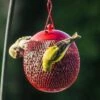 Best deal π€© 3pk Hanging Bird Feeder Set - Backyard Expressions π 2 Best deal π€© 3pk Hanging Bird Feeder Set - Backyard Expressions π -Garden Decor Shop unnamed file 12593