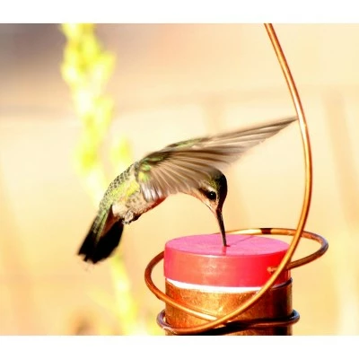 Flash Sale π Copper Hummingbird Feeder - COPPER HUMMINGBIRD π 4 Flash Sale π Copper Hummingbird Feeder - COPPER HUMMINGBIRD π - Image 2