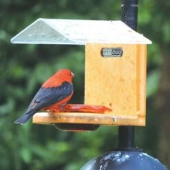 Cheapest 𧨠Birds Choice Pole-Mounted Jelly Bird Feeder π― 11 Cheapest 𧨠Birds Choice Pole-Mounted Jelly Bird Feeder π― -Garden Decor Shop unnamed file 12734