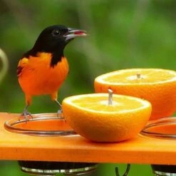 Best deal ⭐ Birds Choice Poly-Recycled Oriole Bird Feeder 😉 -Garden Decor Shop unnamed file 12749
