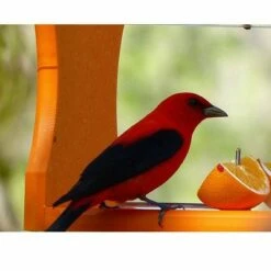 Best deal ⭐ Birds Choice Poly-Recycled Oriole Bird Feeder 😉 -Garden Decor Shop unnamed file 12750