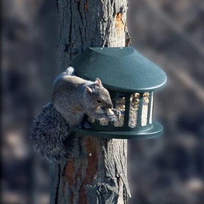 Flash Sale π€© Woodlink Outdoor Alloy Steel Hanging Mount Backyard Squirrel Diner 2 Style Feeder with 4 Pound Feed Capacity for Gardens and Backyards π₯ 3 Flash Sale π€© Woodlink Outdoor Alloy Steel Hanging Mount Backyard Squirrel Diner 2 Style Feeder with 4 Pound Feed Capacity for Gardens and Backyards π₯ - Image 2