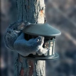 Flash Sale π€© Woodlink Outdoor Alloy Steel Hanging Mount Backyard Squirrel Diner 2 Style Feeder with 4 Pound Feed Capacity for Gardens and Backyards π₯ 7 Flash Sale π€© Woodlink Outdoor Alloy Steel Hanging Mount Backyard Squirrel Diner 2 Style Feeder with 4 Pound Feed Capacity for Gardens and Backyards π₯ -Garden Decor Shop unnamed file 12864