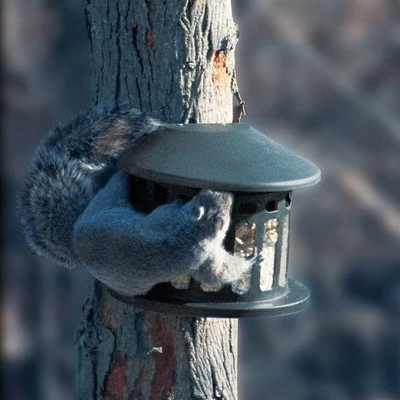 Flash Sale π€© Woodlink Outdoor Alloy Steel Hanging Mount Backyard Squirrel Diner 2 Style Feeder with 4 Pound Feed Capacity for Gardens and Backyards π₯ 4 Flash Sale π€© Woodlink Outdoor Alloy Steel Hanging Mount Backyard Squirrel Diner 2 Style Feeder with 4 Pound Feed Capacity for Gardens and Backyards π₯ - Image 3