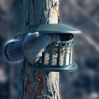Flash Sale π€© Woodlink Outdoor Alloy Steel Hanging Mount Backyard Squirrel Diner 2 Style Feeder with 4 Pound Feed Capacity for Gardens and Backyards π₯ 5 Flash Sale π€© Woodlink Outdoor Alloy Steel Hanging Mount Backyard Squirrel Diner 2 Style Feeder with 4 Pound Feed Capacity for Gardens and Backyards π₯ - Image 4
