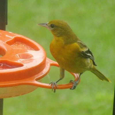 Wholesale ✔️ Birds Choice Oriolefest Oriole Feeder 12oz ⭐ 3 Wholesale ✔️ Birds Choice Oriolefest Oriole Feeder 12oz ⭐