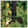 Budget 🎁 Droll Yankees Yankee Tipper Collapsing Tray Squirrel Proof Bird Feeder - Black - 21" ✔️