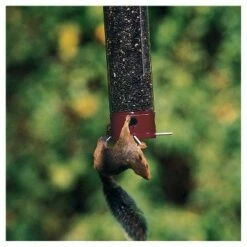 Top 10 π Droll Yankees Yankee Dipper Collapsing Straight Perch Squirrel Proof Bird Feeder - Red - 21" π