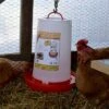 Discount 😀 Farm Innovators Inc Farm Innovators HPF-100 Thermostatically Controlled Heated 3 Gallon Plastic Outdoor Year Round Hanging Poultry Chicken Water Fountain, Red ✨