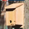 Top 10 🔥 Woodlink Kiln-Dried Cedar Wood Birdhouse Winter Roosting and Shelter Box with Included Screws, Brown 🥰 -Garden Decor Shop unnamed file 2803
