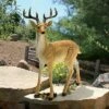 Buy β¨ Design Toscano Woodland Buck Deer Statue π₯° 2 Buy β¨ Design Toscano Woodland Buck Deer Statue π₯° -Garden Decor Shop unnamed file 866