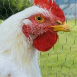 Best Sale ⌛ Midwest Air Technologies YardGard 60 Inch x 150 Foot Heavy Duty Galvanized Steel 2 Inch Hexagonal Mesh Design Poultry Netting/Wire Garden Fencing, Silver 🔥 -Garden Decor Shop unnamed file 9033