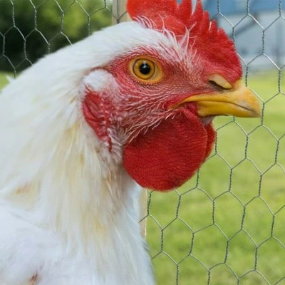 Best deal π Midwest Air Technologies YardGard 48 Inch x 25 Foot Heavy Duty Galvanized Steel 2 Inch Hexagonal Mesh Design Poultry Netting/Wire Garden Fencing, Silver π₯° 6 Best deal π Midwest Air Technologies YardGard 48 Inch x 25 Foot Heavy Duty Galvanized Steel 2 Inch Hexagonal Mesh Design Poultry Netting/Wire Garden Fencing, Silver π₯° - Image 4